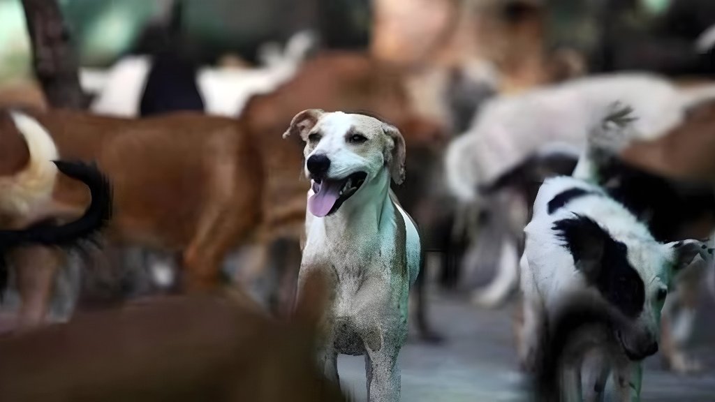 Stray Dogs Counting in Bihar | latest news | hindi news