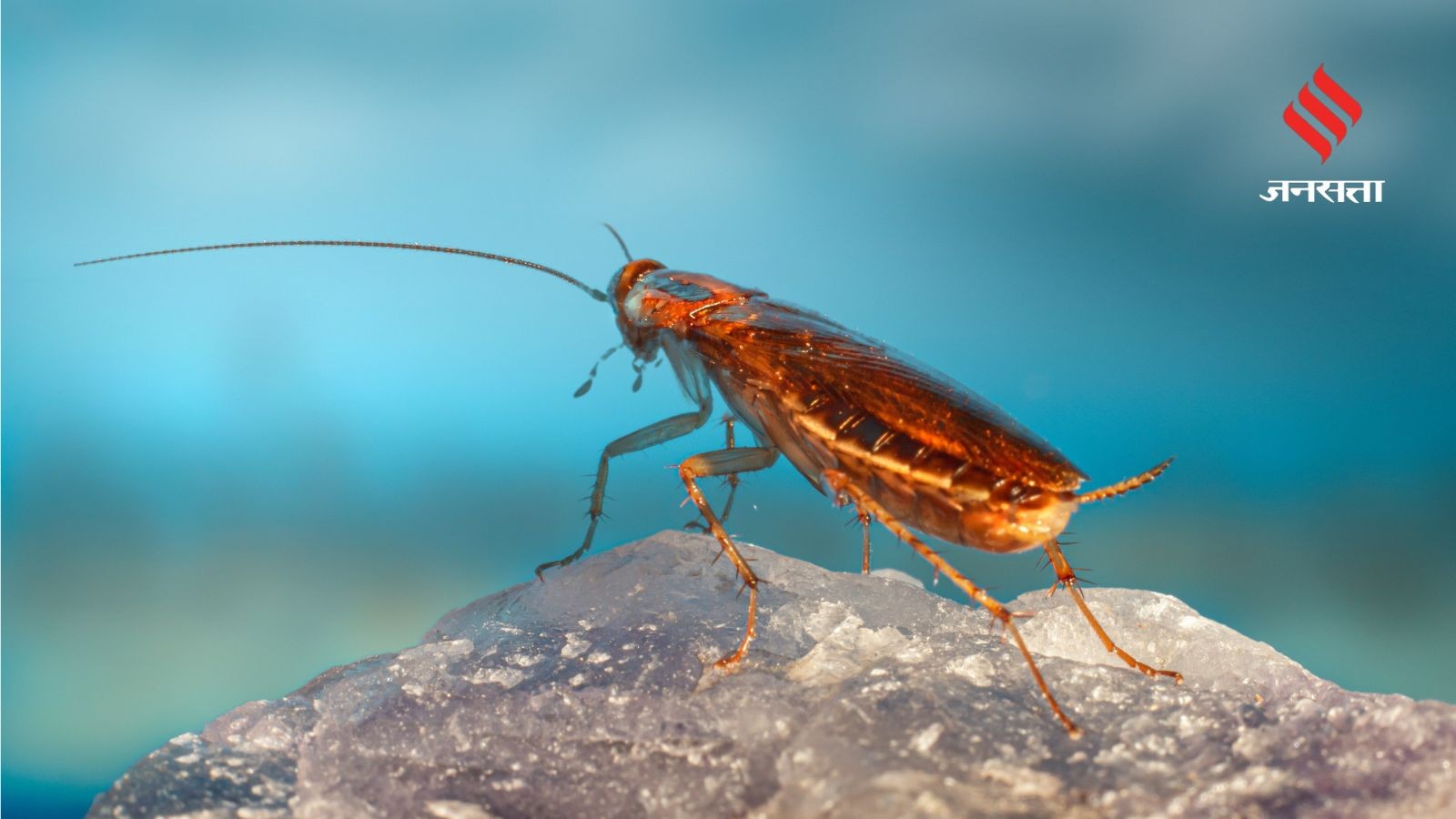 Science Reveals Why Cockroaches Rush to Clean Themselves After Human ...