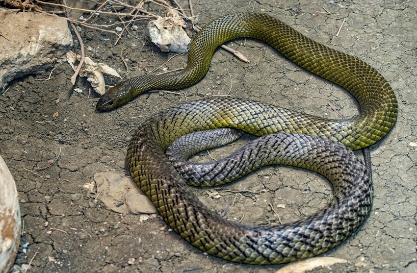 TAIPAN INLAND SNAKE