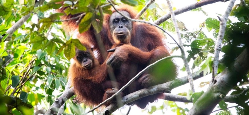 TAPANULI ORANGUTAN