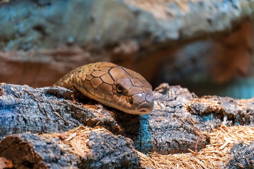 The 10 Most Venomous Species Ever Recorded in the World