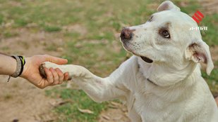 These Dog Facts Will Make You Look at Your Pet Differently