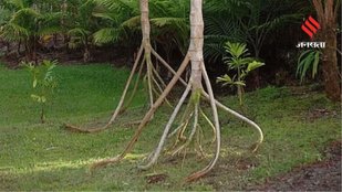 This Tree Moves Without Legs and Science Explains Why