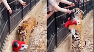 Tiger Return child, Tiger video viral, video viral, viral video, Trending News,