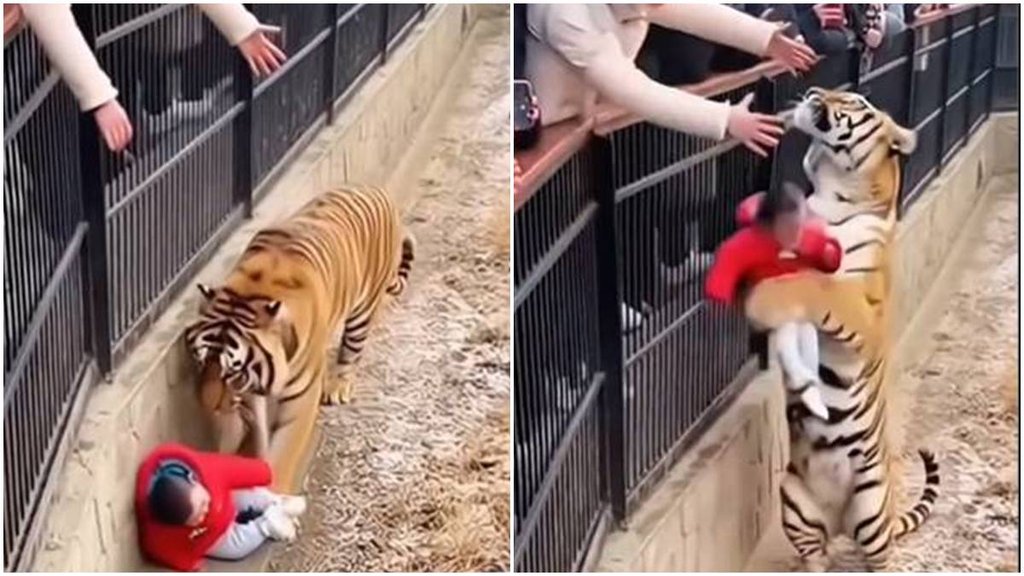 Tiger Return child, Tiger video viral, video viral, viral video, Trending News,