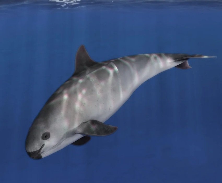 VAQUITA