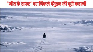 Lone Nihilist Penguin Clip taking over internet in 2026 read story behind 19 years old documentary Clip