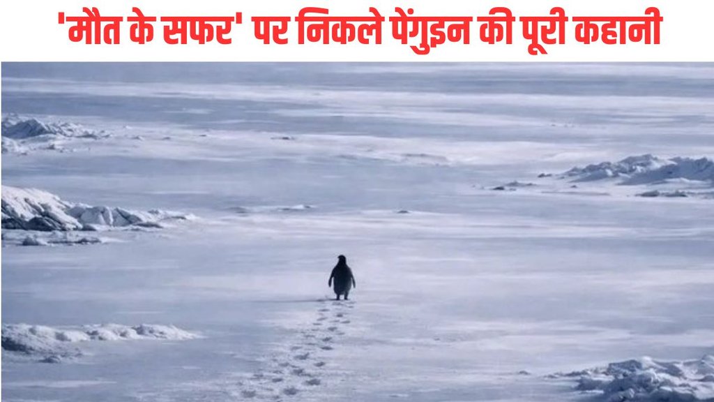 Lone Nihilist Penguin Clip taking over internet in 2026 read story behind 19 years old documentary Clip