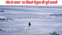 इंटरनेट पर छाया बर्फीले पहाड़ की ओर अकेले बढ़ते पेंगुइन का Video, इमोशनल कर देगी 19 साल पुराने क्लिप के पीछे की कहानी