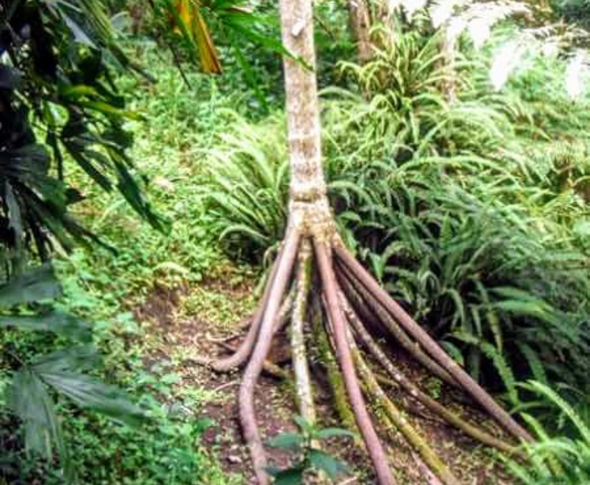Walking palm roots