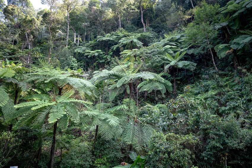 Walking tree mystery