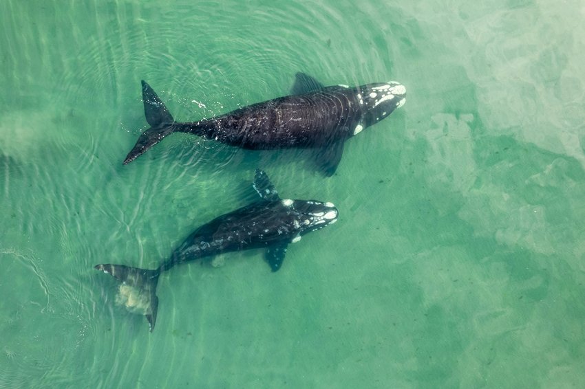 Whales can rest one brain hemisphere at a time, surfacing to breathe while staying alert