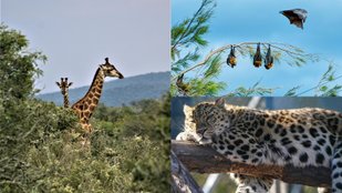 When Sleeping Becomes Survival Unusual Animal Resting Habits