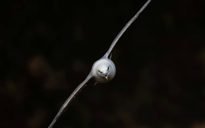 White-throated Needletail Swift