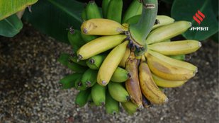 Why Overripe Bananas Could Be Better for Your Body