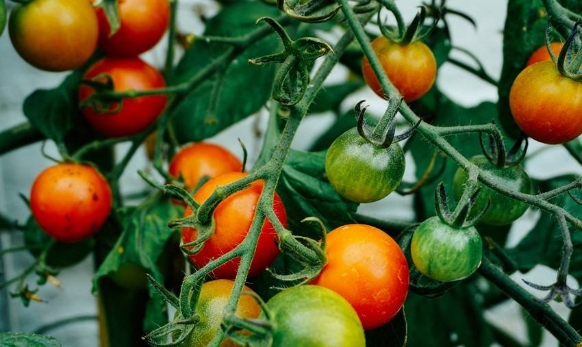 yogic diet for health