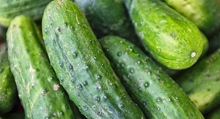 traditional Indian breakfast for health