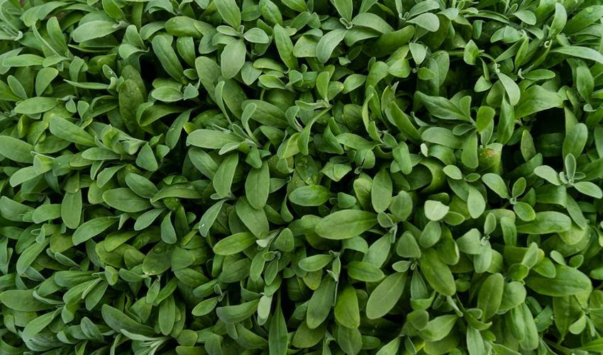 healthy breakfast for immunity