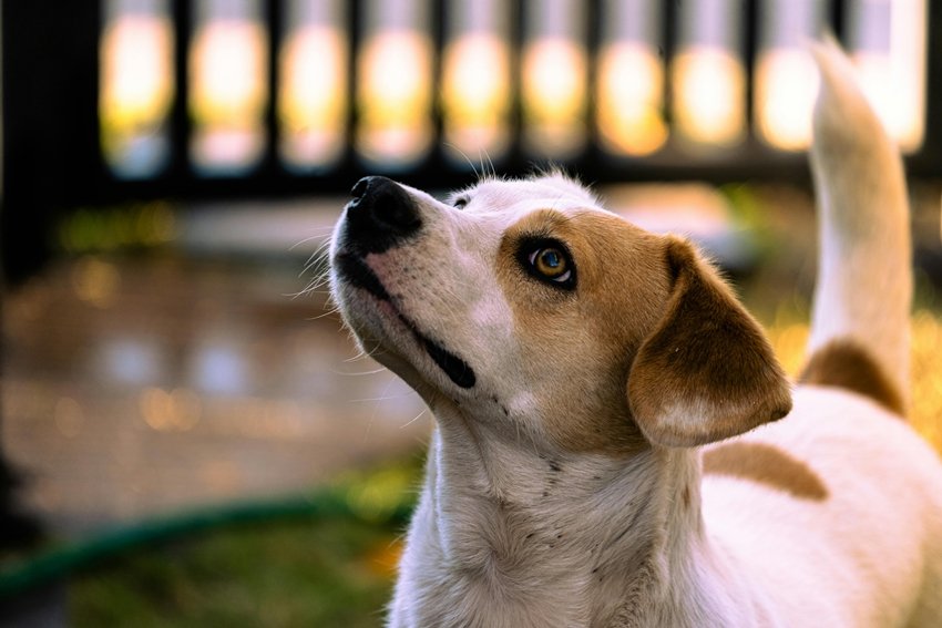 amazing abilities of dogs