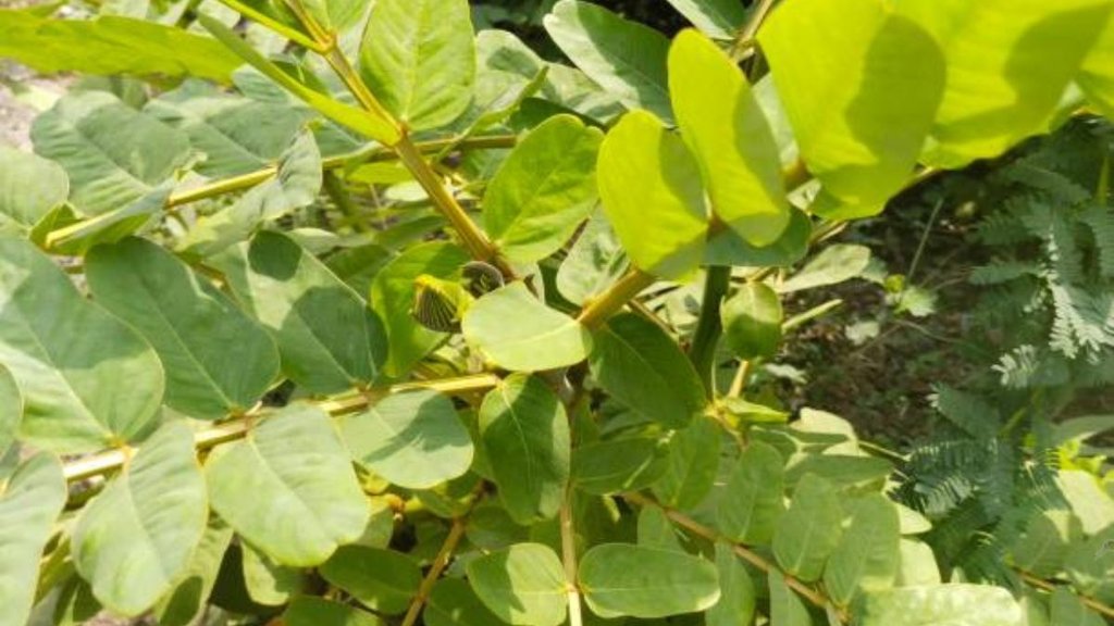 arani plant benefits, piles ayurvedic treatment, arani for piles, piles home remedy in Hindi, bawasir ka ilaj ayurveda, piles pain relief ayurvedic, अरणी के फायदे, अरणी का पौधा, बवासीर का आयुर्वेदिक इलाज, बवासीर में अरणी, अरणी का काढ़ा, बवासीर से राहत घरेलू उपाय, अरणी के फायदे, arani ke fayde, arani ke fayde in hindi