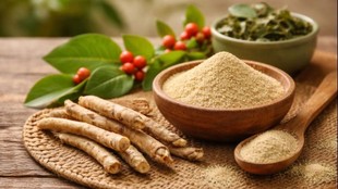 ashwagandha,ayurvedic medicine,stress relief,joint pain,muscle relaxation,immunity booster,energy booster,natural remedy,deep sleep Ashwagandha leaves for joint pain,