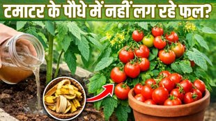 banana peels for Tomato Plants, Tomato Plants caring tips, care for tomato plants