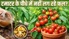banana peels for Tomato Plants, Tomato Plants caring tips, care for tomato plants