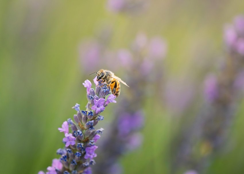 bees go still with lowered responsiveness