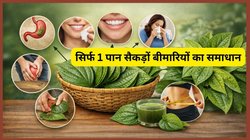 Betel Leaf Benefits: चमत्कारी औषधि है पान का पत्ता! रोज़ खाने से पेट की बीमारियां होंगी छूमंतर, दीर्घायु का है वरदान