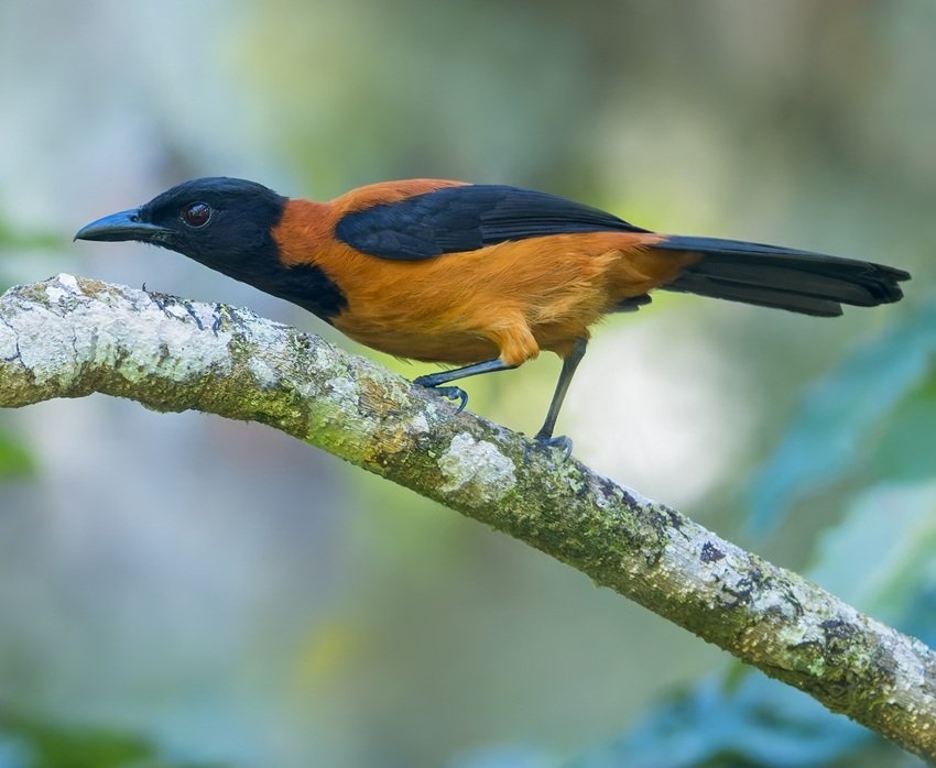 Pitohui dichrous