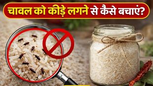 chawal me kide lagne se kaise bachaye | How to Store Rice to Avoid Insects bugs and weevils | Medicine to protect Rice from insects