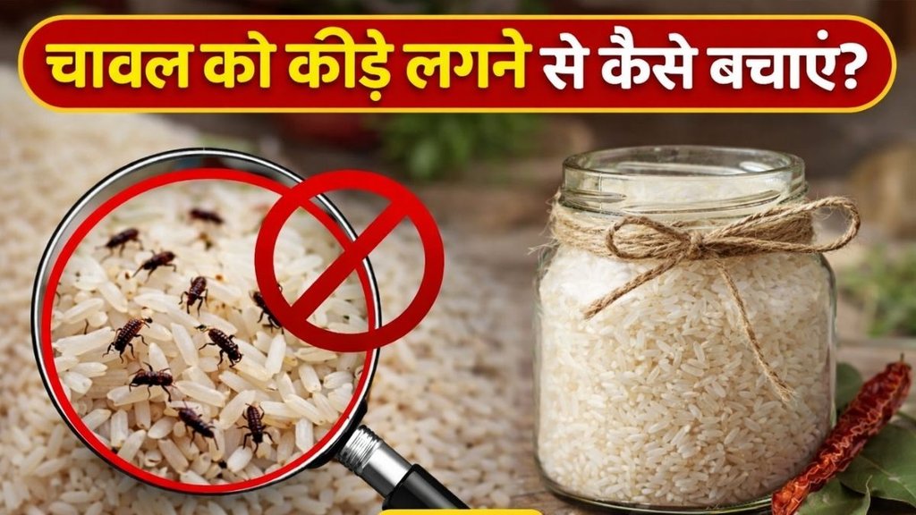 chawal me kide lagne se kaise bachaye | How to Store Rice to Avoid Insects bugs and weevils | Medicine to protect Rice from insects