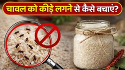चावल में क्या डालने से कीड़े नहीं लगते हैं? सालों सालों तक स्टोर करने के लिए अपनाएं ये 4 तरीके