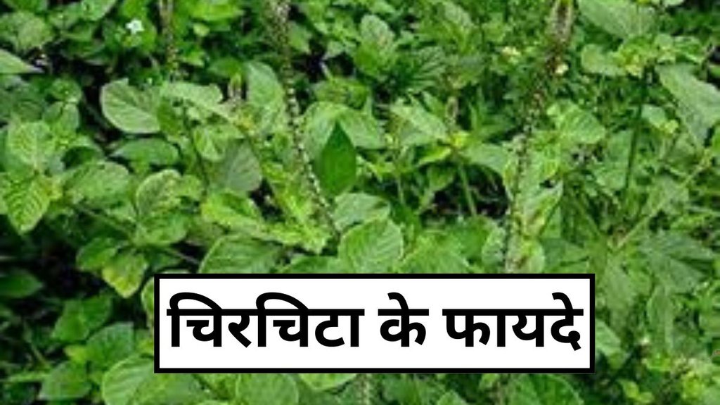 Chirchita Root Benefits, Chirchita plant benefits in hindi, Chirchita medicinal uses, Chirchita herb for immunity, Chirchita plant uses in ayurveda, पेट के लिए चिरचिटा के फायदे, इम्यूनिटी बढ़ाने के लिए चिरचिटा, चिरचिटा पौधे के स्वास्थ्य लाभ, चिरचिटा जड़ी बूटी के फायदे, आयुर्वेद में चिरचिटा का उपयोग, चिरचिटा से कौन सी बीमारियां ठीक होती हैं, चिरचिटा का इस्तेमाल कैसे करें, चिरचिटा के फायदे, Chirchita ka paudha kin bimariyon mein hai faydemand, chirchita plant benefits for diseases
