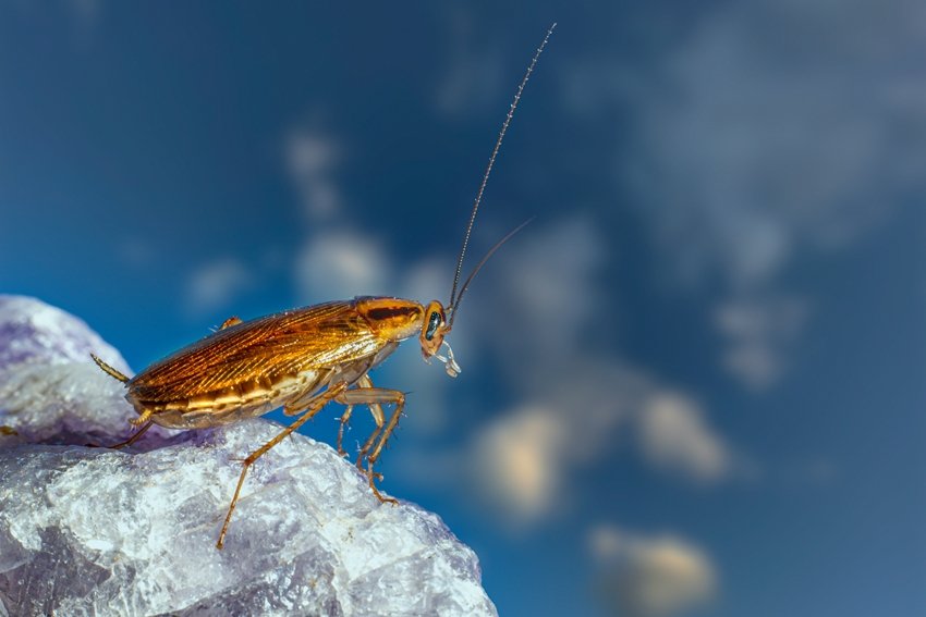cockroach hygiene facts