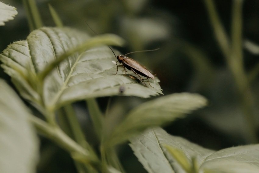 cockroaches grooming habit