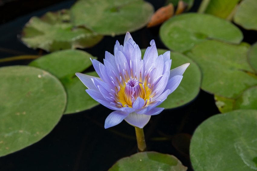 countries with lotus as national flower