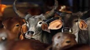 cow shelter| cow slaughter| chandigarh