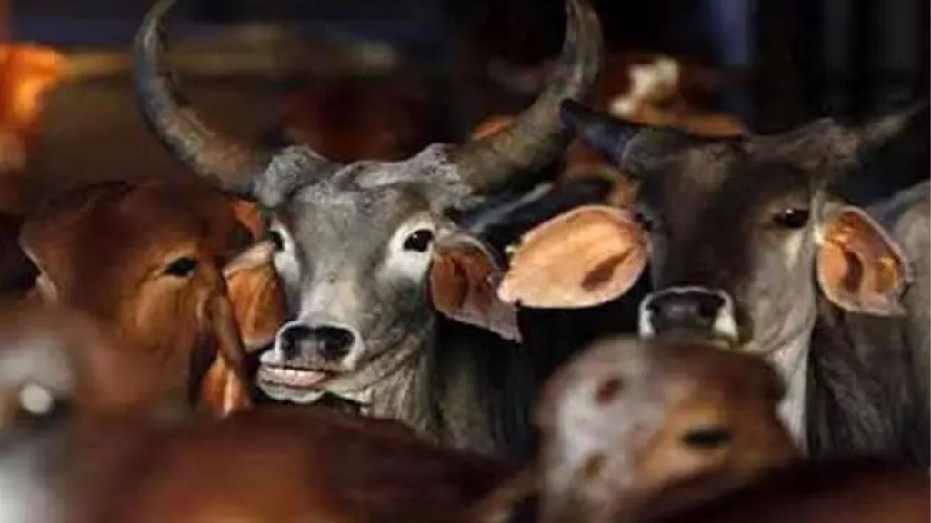 cow shelter| cow slaughter| chandigarh