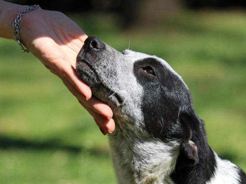 dogs emotional intelligence