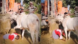 Farmer Touches Bull Feet Like Nandi Animal Responds With Love Emotional Viral Video Stuns Internet