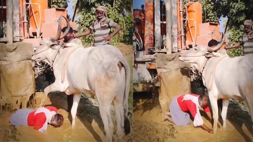 Farmer Touches Bull Feet Like Nandi Animal Responds With Love Emotional Viral Video Stuns Internet Farmer Touches Bull Feet Like Nandi Animal Responds With Love Emotional Viral Video Stuns Internet