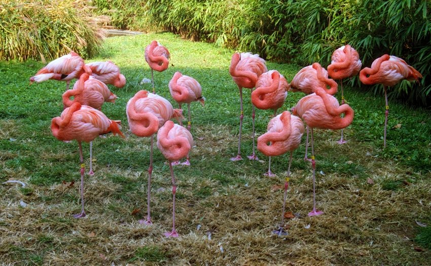 flamingos can doze on one leg