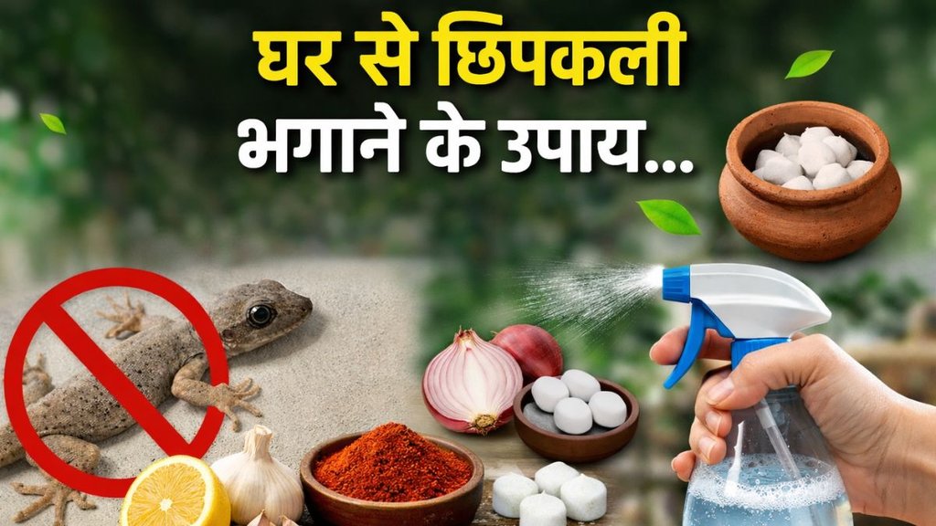 get rid of lizards, chipkali bhagane ke upay