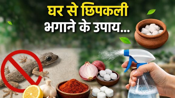 get rid of lizards, chipkali bhagane ke upay