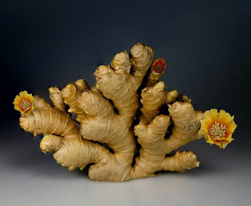 ginger for migraines