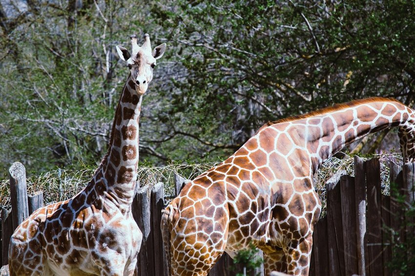 giraffes nap in short bursts