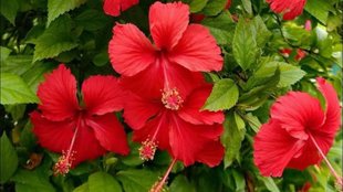 hibiscus plant, Gardening Tips, hibiscus plant care tips, Hibiscus plant care tips in winter