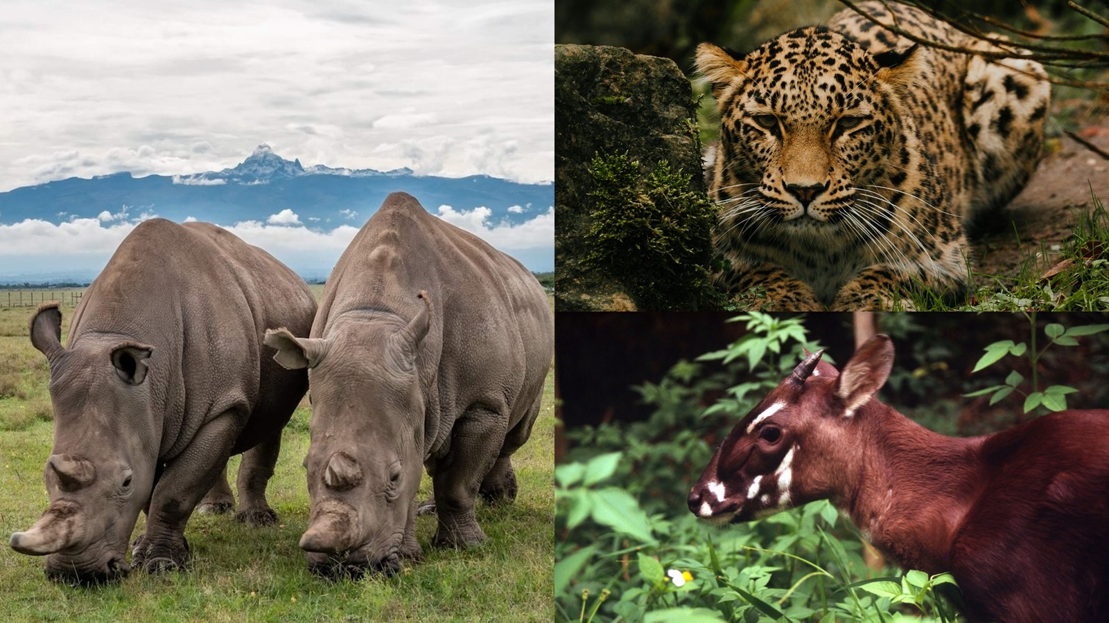 On the Edge of Existence: 10 Animals That May Disappear Forever ...
