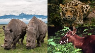 human impact on wildlife